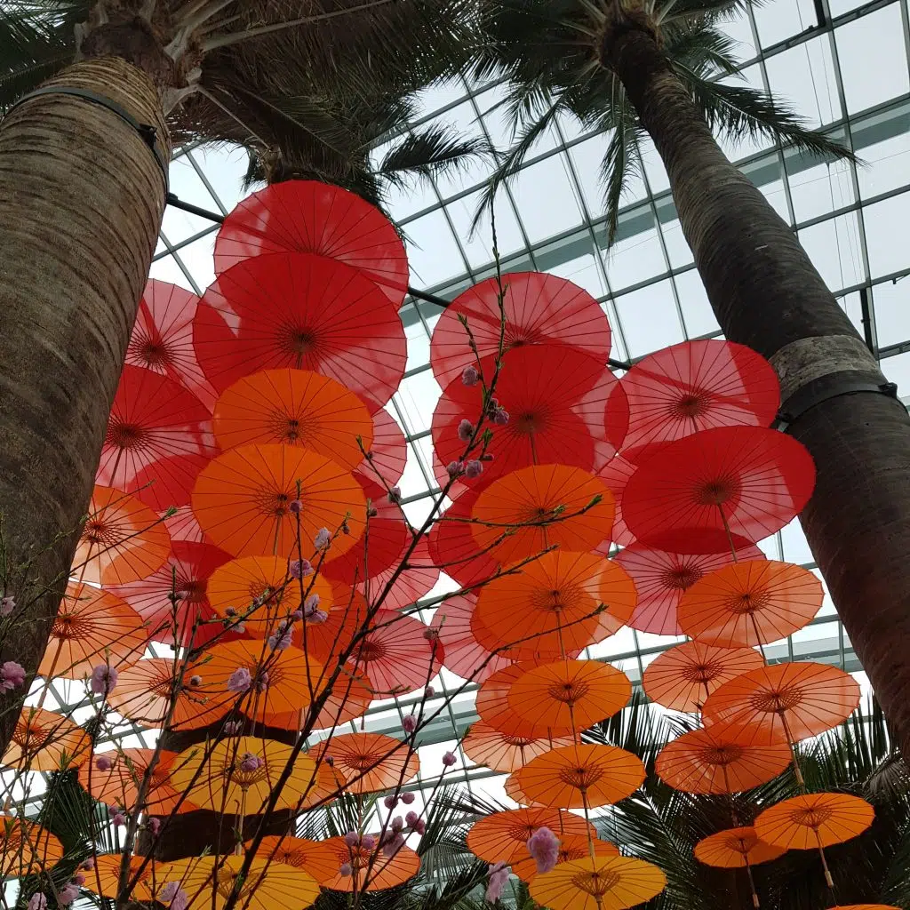 zobaczyć singapur flower dome
