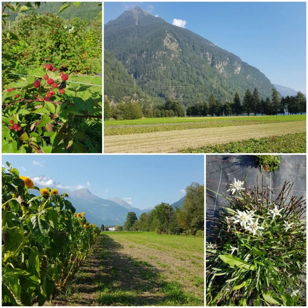 pola z ziołami Raselli