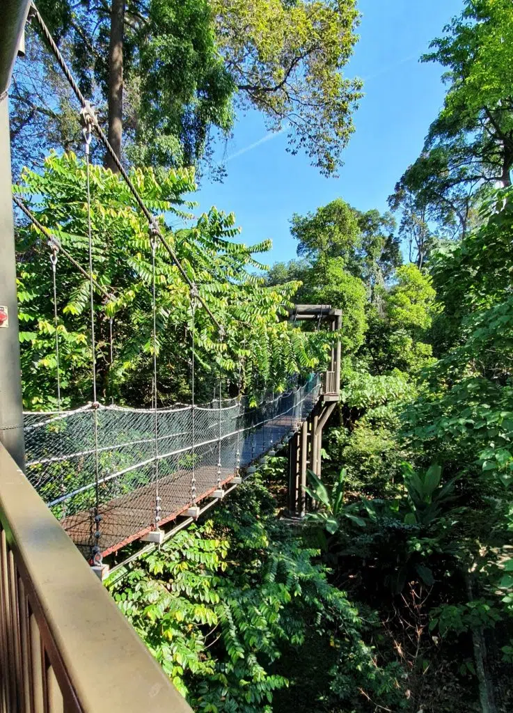 Bukit Nanas Forest Reserve
