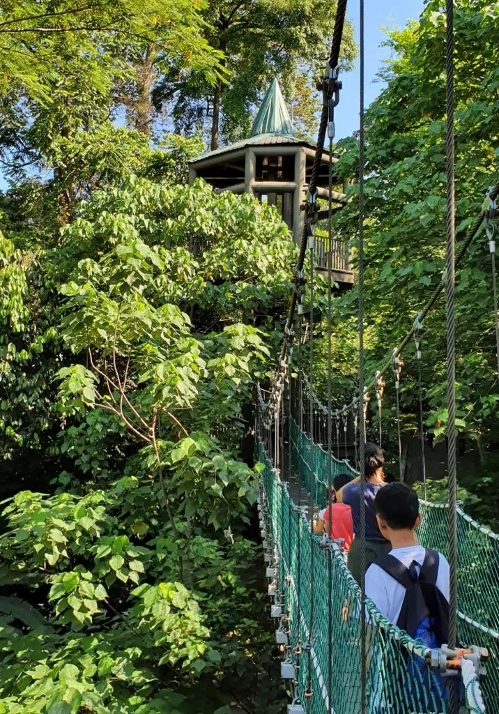 Bukit Nanas Forest Reserve