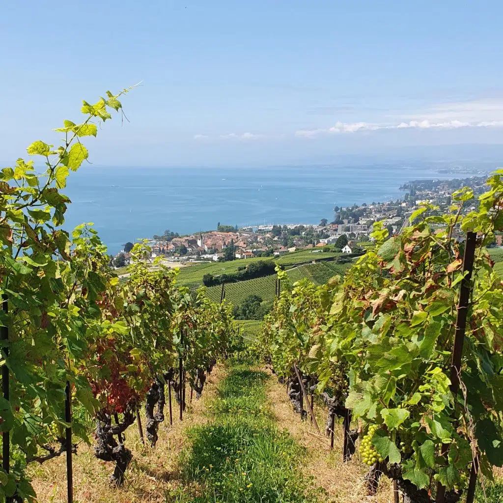 Szwajcarska Riwiera i winnice