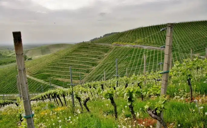 co oznaczają skróty DOC, DOP i IGP na butelkach wina portugalskiego